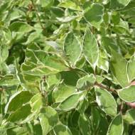 Саджанець Дерен Аlba Elegantissima в контейнері