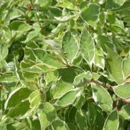 Саженец дерена Аlba Elegantissima в контейнере