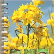 Визначник шкідників і хвороб ріпаку (рос.мовою).