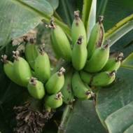 Банан Киевский карликовый