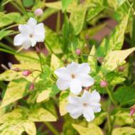 Саженец жасмина лекарственного Aureum в контейнере