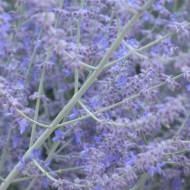 Саженец перовскии Blue spire в контейнере