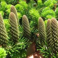 Саджанець Ялиця Біла в контейнері