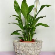 Спатифилум мини