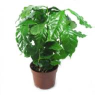 Кофейное дерево