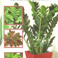 Енциклопедія декоративно-листяних кімнатних рослин (рос.мовою).