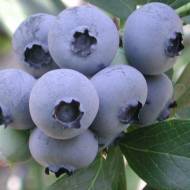 Саженец Голубика Беркли в контейнере