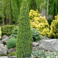 Саженец можжевельника обыкновенного Компресса в контейнере