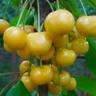 Саженец Черешня Янтарная