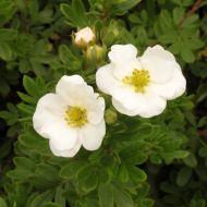 Саджанець Перстач кущовий Snowbird в контейнері