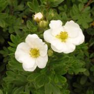 Саджанець Перстач кущовий Snowbird в контейнері