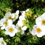 Саджанець Перстач кущовий Snowbird в контейнері