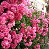Роза плетистая Розовая жемчужина