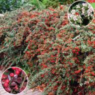 Саженец кизильника Даммера Coral Beauty в контейнере