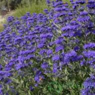 Саженец кладонского кариоптериса Heavenly blue в контейнере