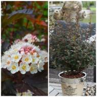 Саженец пузыреплодника калинолистного Литтл Джокер в контейнере