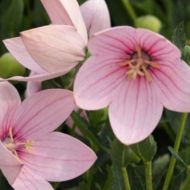 Платикодон в асортименті в контейнері