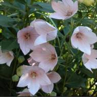 Саженец платикодона розового в контейнере