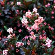 Саджанець Пухироплідник калинолистий Little Devil в контейнері