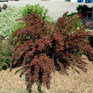 Саженец пузыреплодника калинолистного Little Devil в контейнере