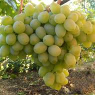 Саженец Виноград Хип Хоп в контейнере