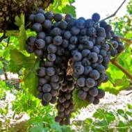 Саженец Виноград Страшенский в контейнере