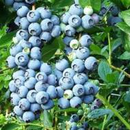 Саджанець Лохина Норд Кантрі в контейнері