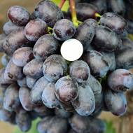 Саженец Виноград Лорано в контейнере