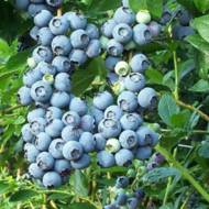 Саженец Голубика Атлантис в контейнере