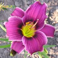 Лилейник Little Missy