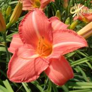 Лилейник Art Festival