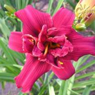 Лілійник Balls of Red