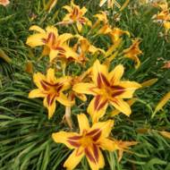 Лилейник Bonanza