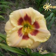 Лилейник Custard Candy