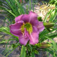 Лилейник Demerie Doll