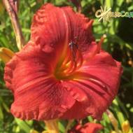 Лілійник Little Red Warbler