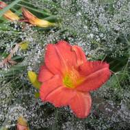 Лілійник Prince Redbird