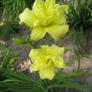 Лилейник Double River Wye