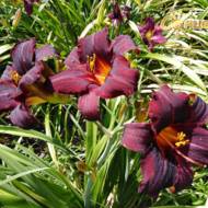 Лілійник Caviar