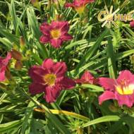 Лилейник Friar's Lantern