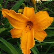 Лилейник Golden Orchid