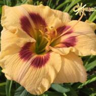 Лилейник Femme fatale