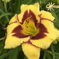 Лилейник El Desperado