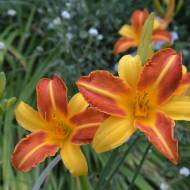 Лилейник Frans Hals