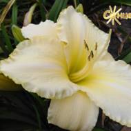 Лілійник Gentle Shephers