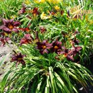 Лилейник Cristopher Columbus