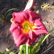 Лилейник Jovial