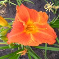 Лилейник Hor Bronze