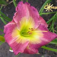 Лілійник Kensington Manor