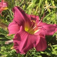 Лілійник Summer Wine